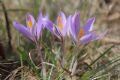 Crocus ilvensis